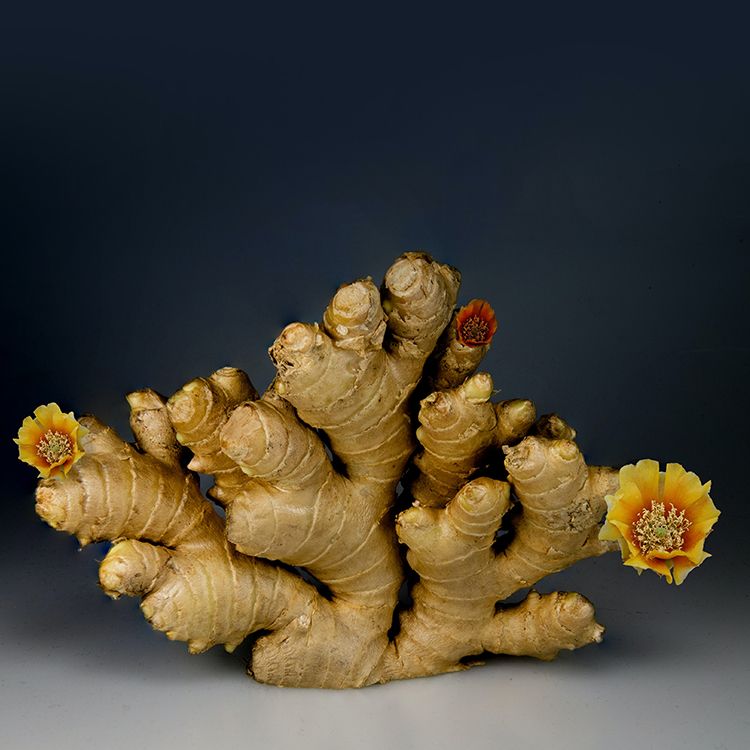 ginger-eases-nausea-for-cancer-patients